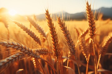 Picturesque golden wheat field boundary ideal for scenic views and agriculture enthusiasts