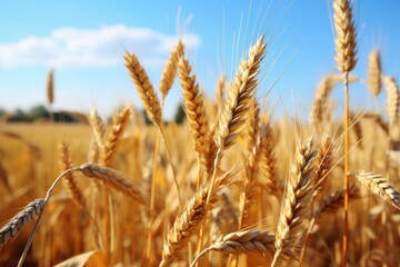 Fototapeta premium Captivating wheat field border forming a picturesque view for a stunning countryside landscape