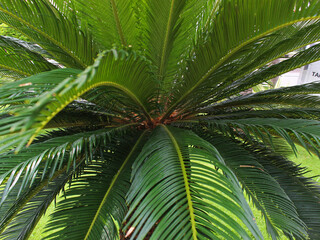 Obraz premium Abstract pattern of palm tree leaves. 