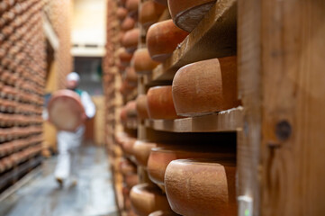 Aging rooms with shelves in cheese caves, central location for aging of wheels, rounds of Comte cheese from four months to several years made from raw cow milk, Jura, France