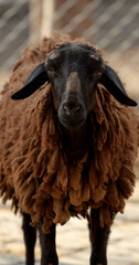 Close up of brown sheep standing in farm. Fluffy brown sheep looks into the camera.