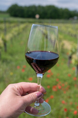 Tasting of red Cahors wine on vineyard, summer in Cahors wine making region in France, weekend background