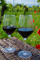 Picnic on old vineyard with red poppies flowers and green grass with glasses of red Cahors wine, summer in Cahors wine making region in France, weekend background