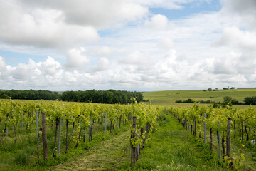 Fototapeta premium Summer on vineyards of Cognac white wine region, Charente, white ugni blanc grape uses for Cognac strong spirits distillation, France, Grand Champagne region