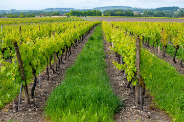Summer on vineyards of Cognac white wine region, Charente, white ugni blanc grape uses for Cognac strong spirits distillation, France, Grand Champagne region