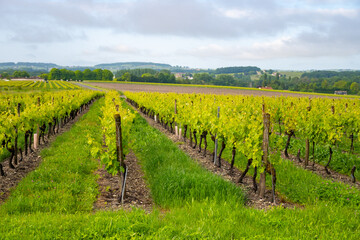 Summer on vineyards of Cognac white wine region, Charente, white ugni blanc grape uses for Cognac strong spirits distillation, France, Grand Champagne region