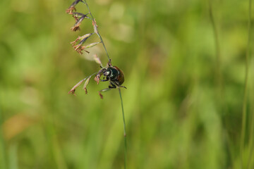 Hanneton des jardins (Phyllopertha horticola)
Phyllopertha horticola in its natural element
