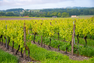 Summer on vineyards of Cognac white wine region, Charente, white ugni blanc grape uses for Cognac strong spirits distillation, France, Grand Champagne region