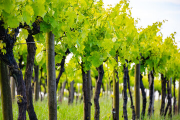 Summer on vineyards of Cognac white wine region, Charente, white ugni blanc grape uses for Cognac...