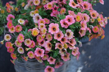 Pink flowers outside