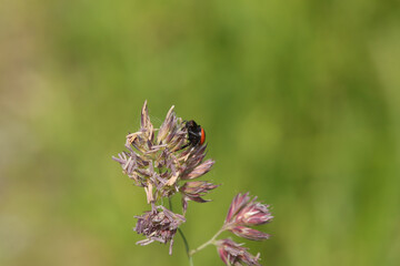 Thomise Napoléon --- Thomise globuleuse (Synema globosum)
Synema globosum in its natural element
