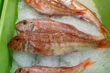 Assortment of fresh daily catch of fish on ice on fish market in Brittany, France, English translation: differens French names of fish, red snapper