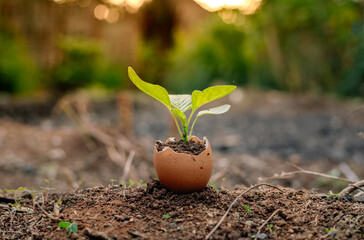 Young plants growing in soil are placed inside egg shells on a blurred green background. with horn...