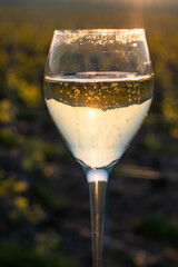 Tasting of grand cru sparkling brut white wine champagne on sunny vineyards of Cote des Blancs in village Cramant, Champagne, France, glass of wine on vineyard