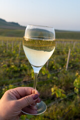 Tasting of grand cru sparkling brut white wine champagne on sunny vineyards of Cote des Blancs in village Cramant, Champagne, France, glass of wine in hand