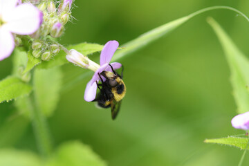 Volucelle bourdon (Volucella bombylans)
Volucella bombylans in its natural element
