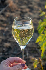 Tasting of grand cru sparkling brut white wine champagne on sunny vineyards of Cote des Blancs in village Cramant, Champagne, France, glass of wine in hand