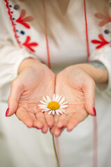 chamomile in hands on a floral background