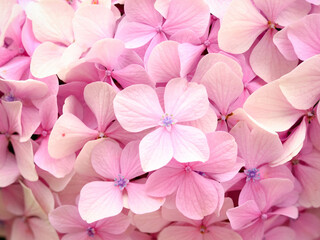 Pink hortensia flowers