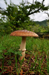 テングタケ（毒キノコ・長野県）