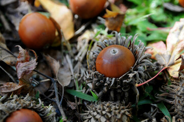 森の中に落ちているクヌギの実