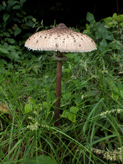 山できのこ狩り、カラカサタケ（長野県）