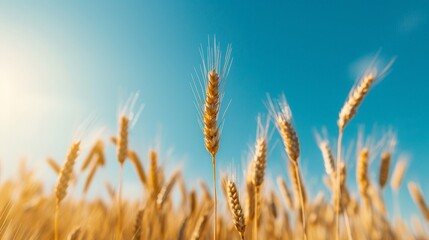 Obraz premium Serene Rye Fields: A Glimpse into Sustainable Farming Practices