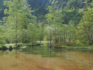 上高地　初夏の田代池