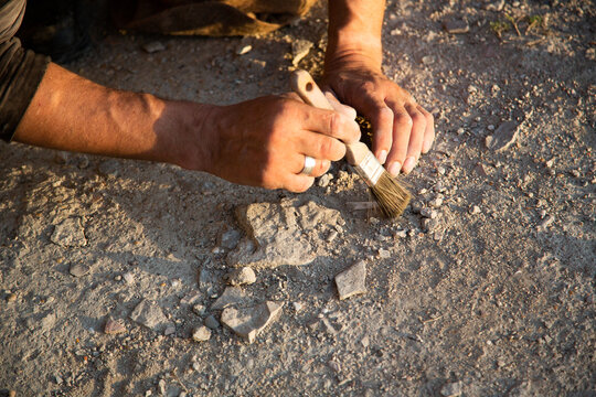 An archaeologist cleans a found artifact in the form of bones with a brush. Historical reconstruction of archaeological research of the 19th century. Close-up of hands