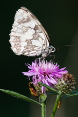 Melanargia galathea aka Marbled white butterfly is sitting on Carduus acanthoides aka Broad-winged Thistle. Common czech butterfly and flower.