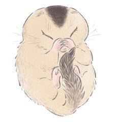 丸くなって眠るヤマネのイラスト