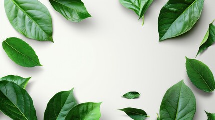 Fototapeta premium Green leaves of various plants scattered on a solid white background