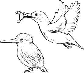 Kingfisher bird ink sketches. Wildlife animals vector drawings. Birds outline illustrations set. 