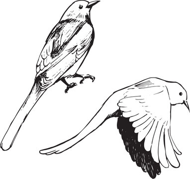 recommend clip art: Magpie birds ink drawings set. Nature wildlife sketches in black and white. Birdwatching vector line drawings. Isolated on white. 