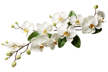 Obraz premium Serene Whispers of Nature on White or PNG Transparent Background.