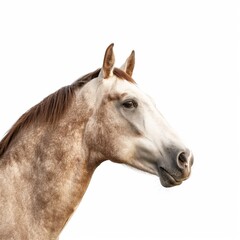 Close-up portrait of a beautiful horse on white background, animal photography concept