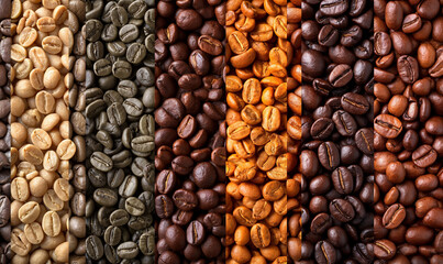 Fototapeta premium Coffee beans. coffee beans showing various stages of roasting from green beans through to Italian roast. Coffee concept