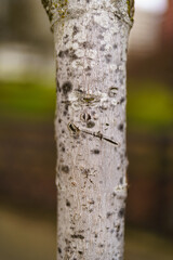 close up of trunk birtch tree