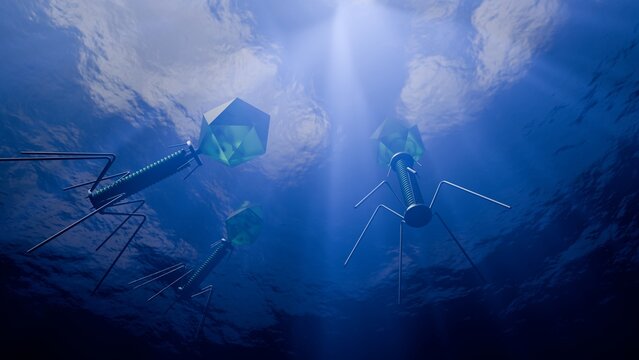 T4 phage in the ocean