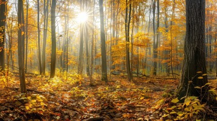 Amazing panorama of a gorgeous forest in autumn a scenic landscape with pleasant warm sunshine soft morning light Relaxing peaceful nature forest tranquil yellow orange tree leaves