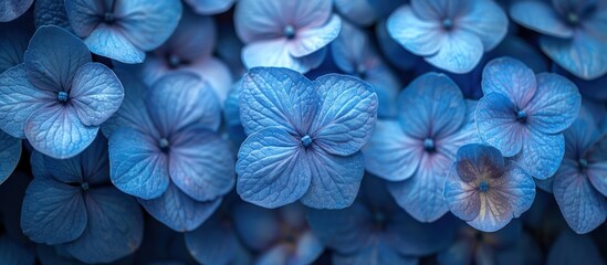 Close-Up of Blue Hydrangea Blooms