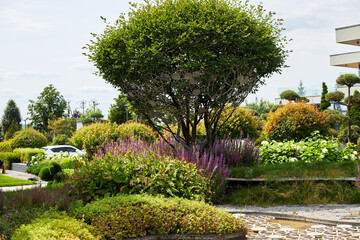 large green topiary trees in the plant nursery