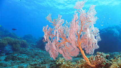 Underwater photo of beautiful and colorful Gorgonians, sea fan corals. From a scuba dive in Bali, Indonesia, Asia.