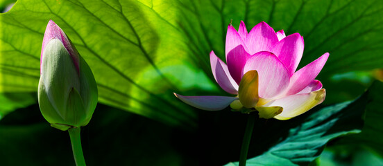 Fototapeta premium bocciolo di fior di loto e sua fioritura