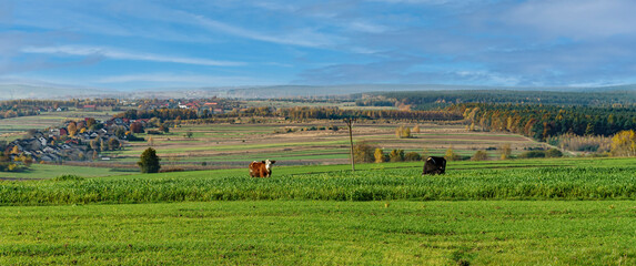 Jesienny pejzaz świetokrzyskie z krową. Poland © Leszek