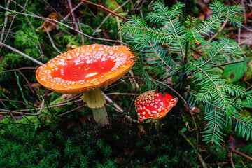 Grzyb muchomor. Poland Swietokrzyskie. © Leszek