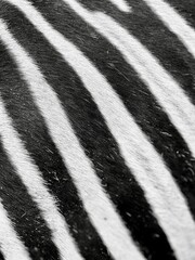 Zebra fur pattern background, black and white style. Close up black and white colors of zebra surface skin texture background.