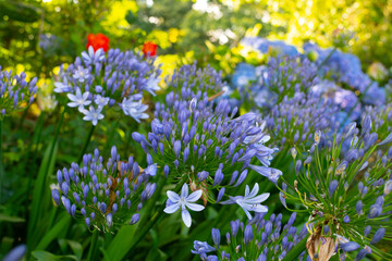 Magnifiques fleurs d'Agapanthes bleues dans un jardin - Bretagne France
