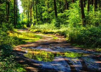 Fototapeta premium Leśna alejka z kałuża po deszczu. Poland Świetokrzyskie.