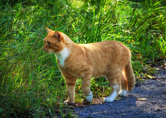 Kotek w lesie. Swietokrzyskie Poland © Leszek